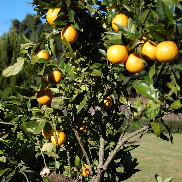 グレープフルーツ Grapefruit アロマセラピー Artq Organics アロマティーク オーガニクス 公式オンラインショップ