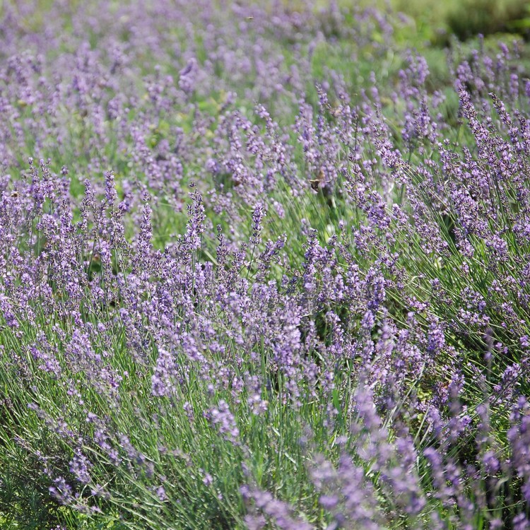 ラベンダーハイアルティチュート(Lavender) | アロマセラピー | ARTQ ORGANICS（アロマティーク  オーガニクス）公式オンラインショップ