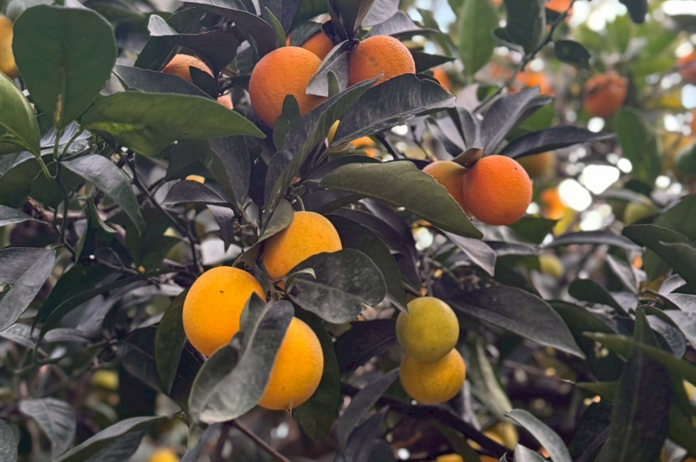 オレンジスウィート 2026・100%天然精油