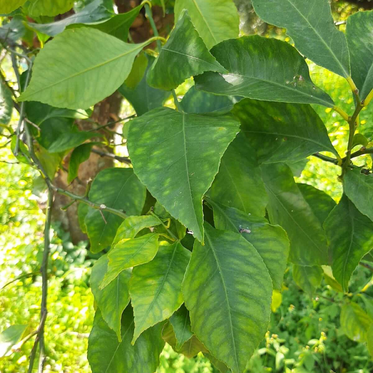 レモンペティグレン 2026・100%天然精油