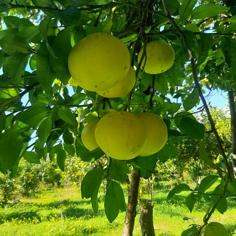 グレープフルーツ 2026 ・100%天然精油