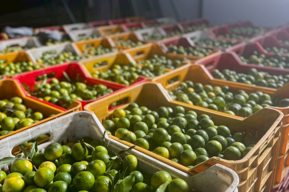 かんきつ精油フェア2026　5種精油セット