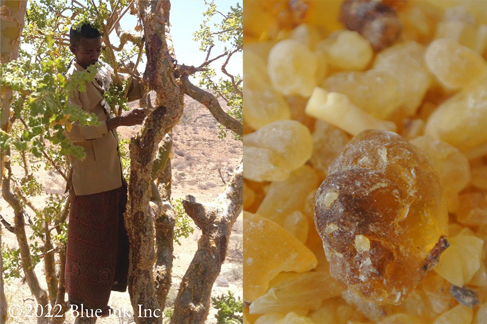 フランキンセンス フレレアナ2025