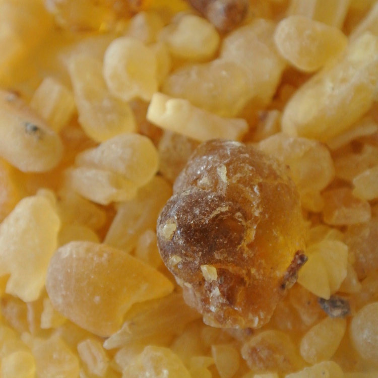 フランキンセンス フレレアナ2025