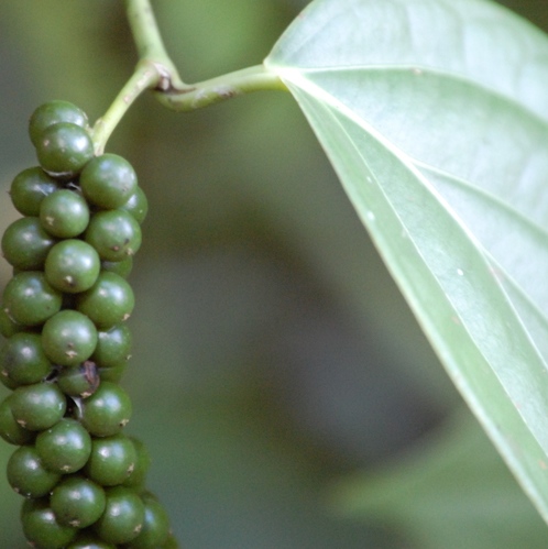 ブラックペッパー・100%天然精油