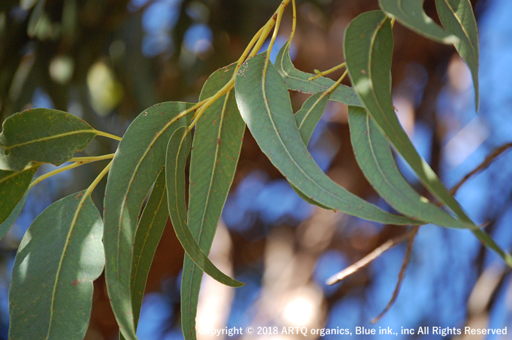 ユーカリブルーガム(Eucalyptus Blue Gum) | アロマセラピー | ARTQ ORGANICS（アロマティーク  オーガニクス）公式オンラインショップ